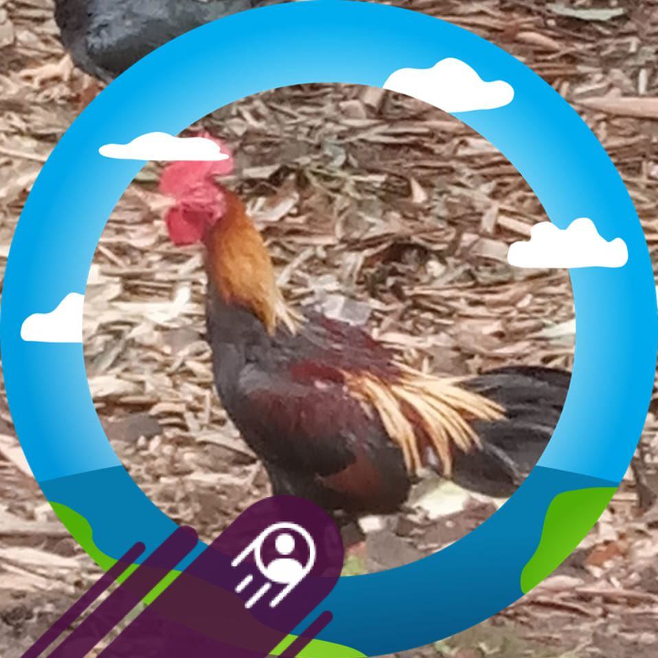 F1 RASMI. #TernakKenari #Kenari #kenarirasmi #BreedingKenari # ...