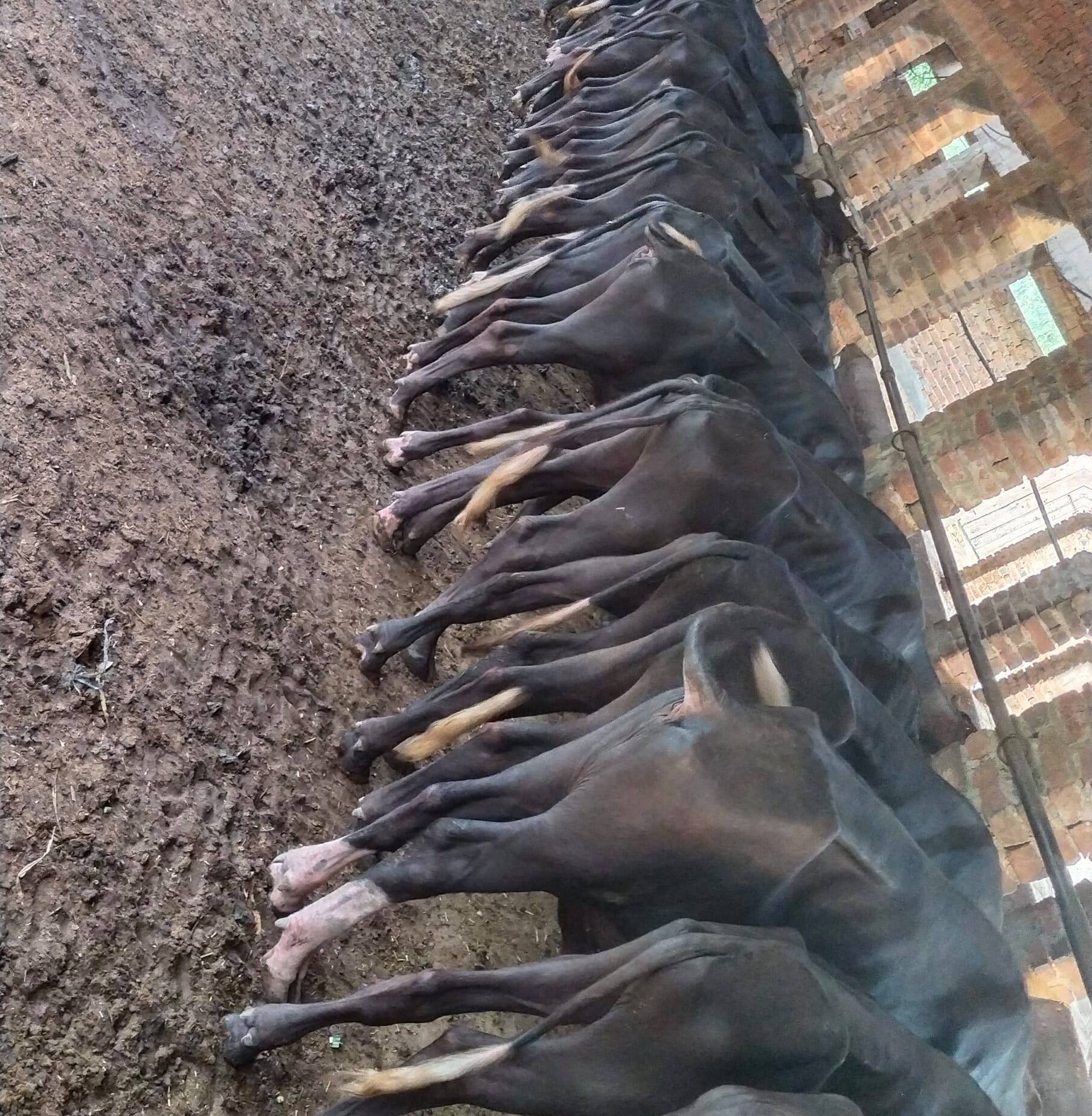 Chaudhary cattle farm | Rangpur Baghur