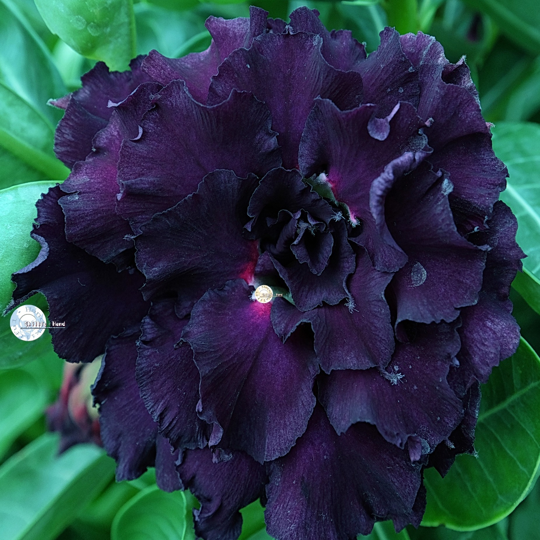We are professional team of planting Adeniums, producing high-quality ...