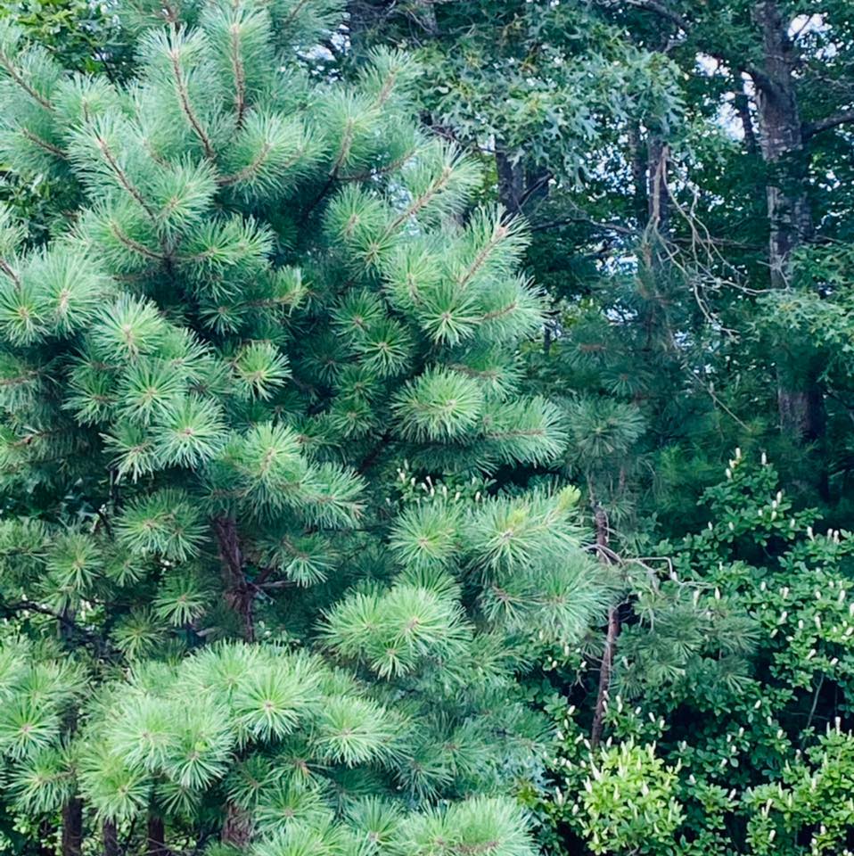 Ripat rimu