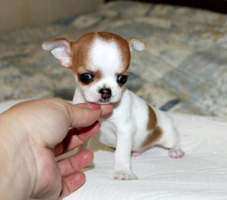 Small breed of puppies for adoption and rehoming
