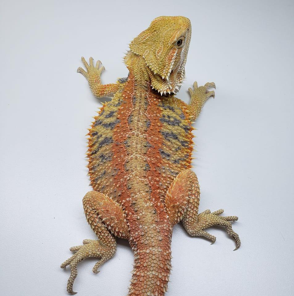 Beithir Reptiles | Evansville IN