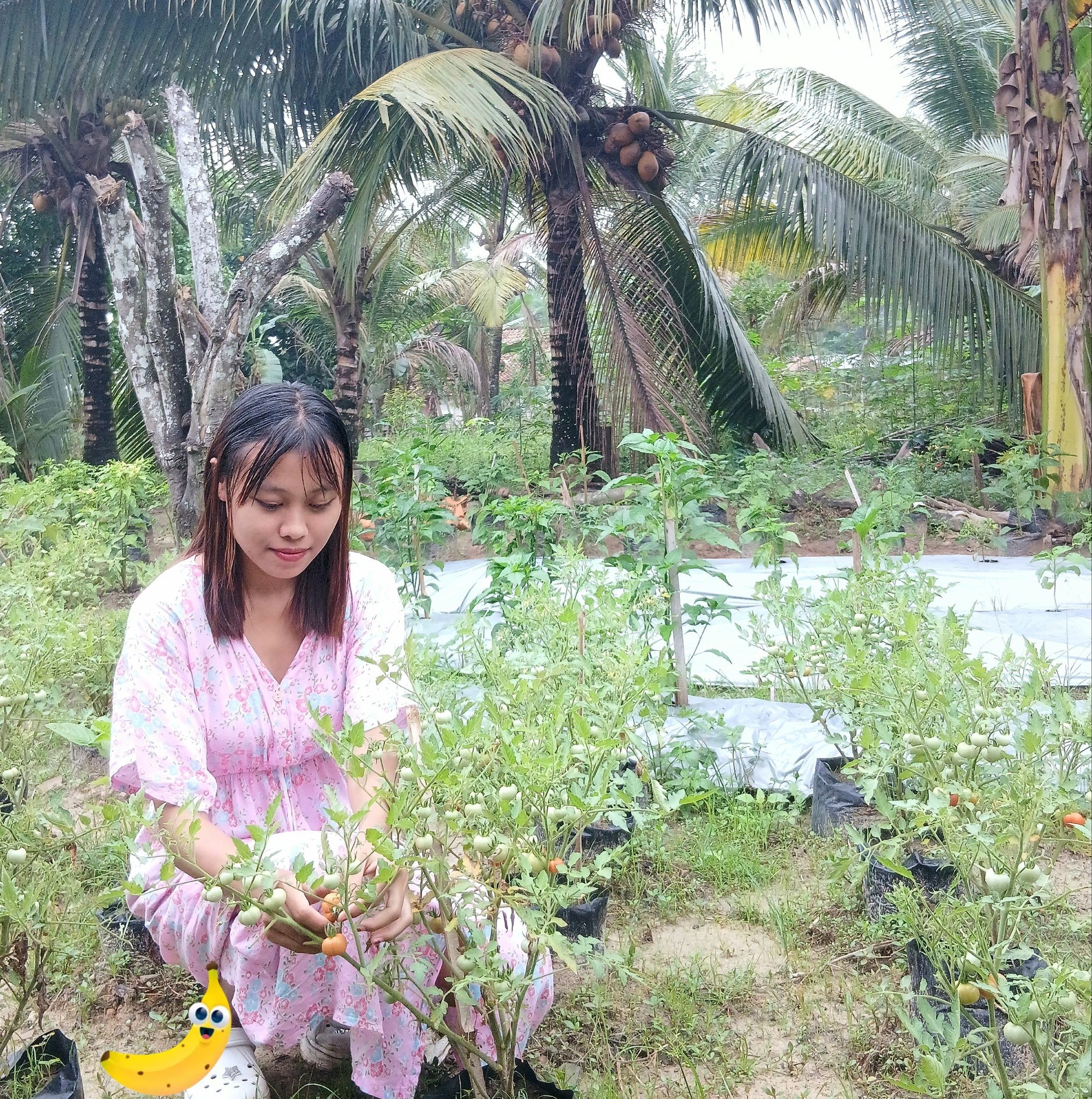 Cara cepat menghilangkan kutu di tubuh kambing #jualkambing #kambing ...