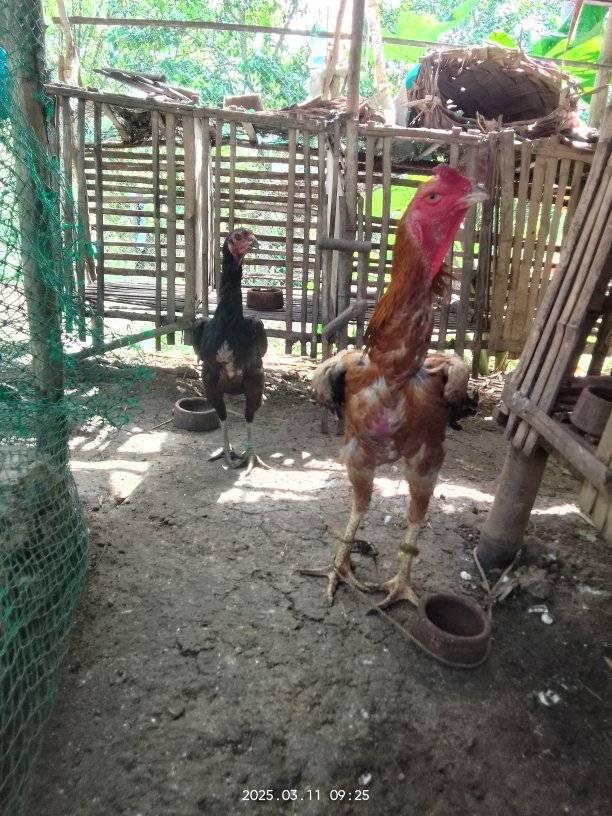 IMYAT basilan &native farm | Bogo