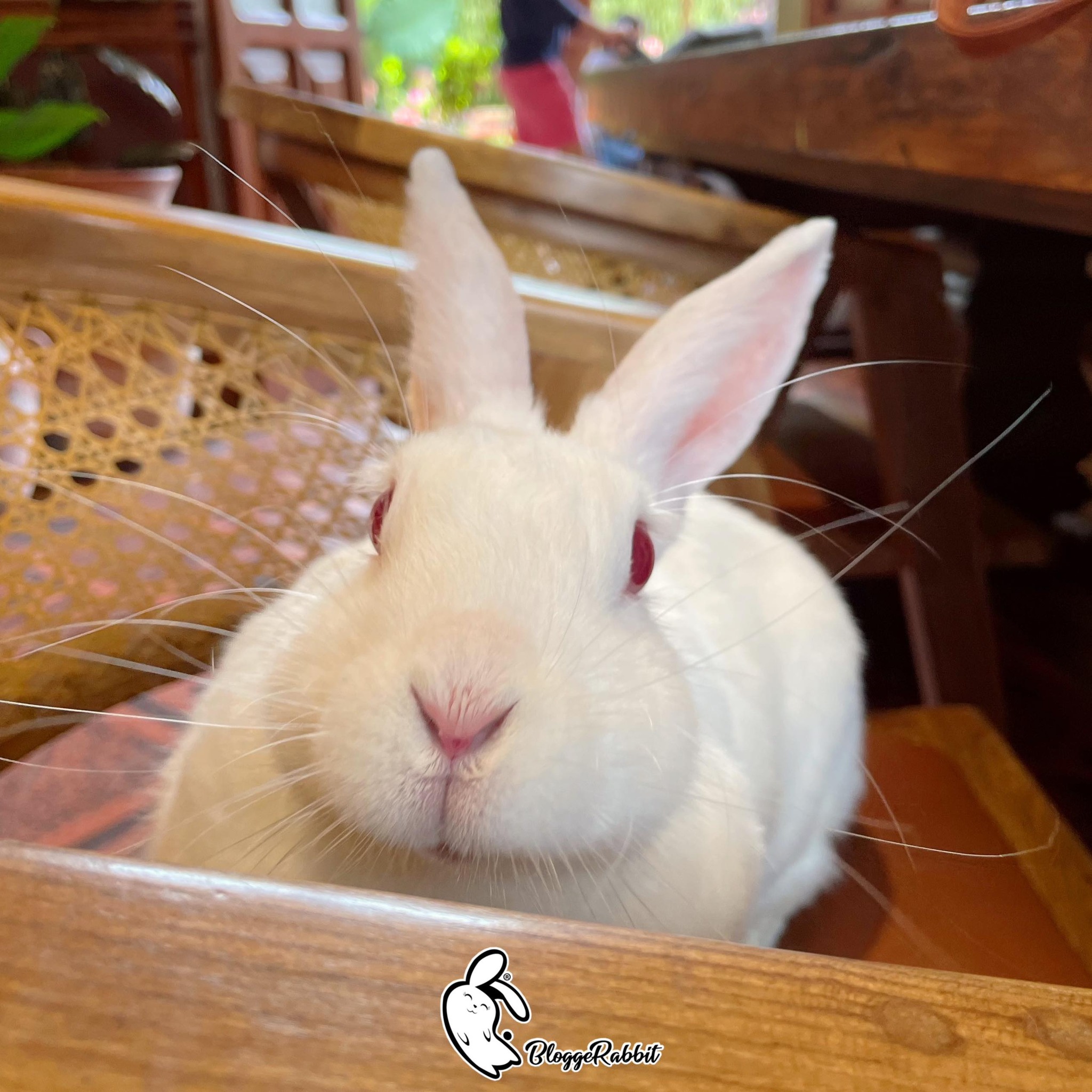 Blogger Rabbit - ¿Saben ustedes con qué se cuidan sus... | Facebook