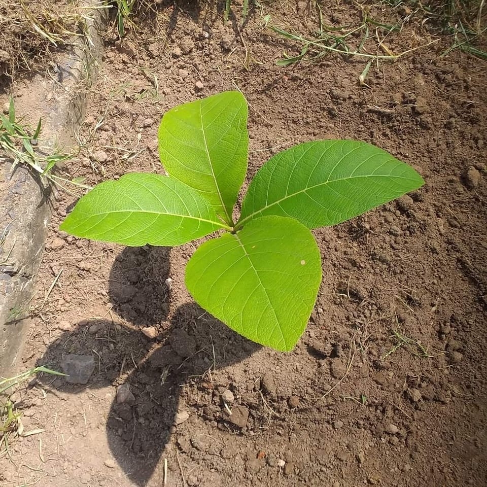 Basudha-Green Initiatives | Kolkata