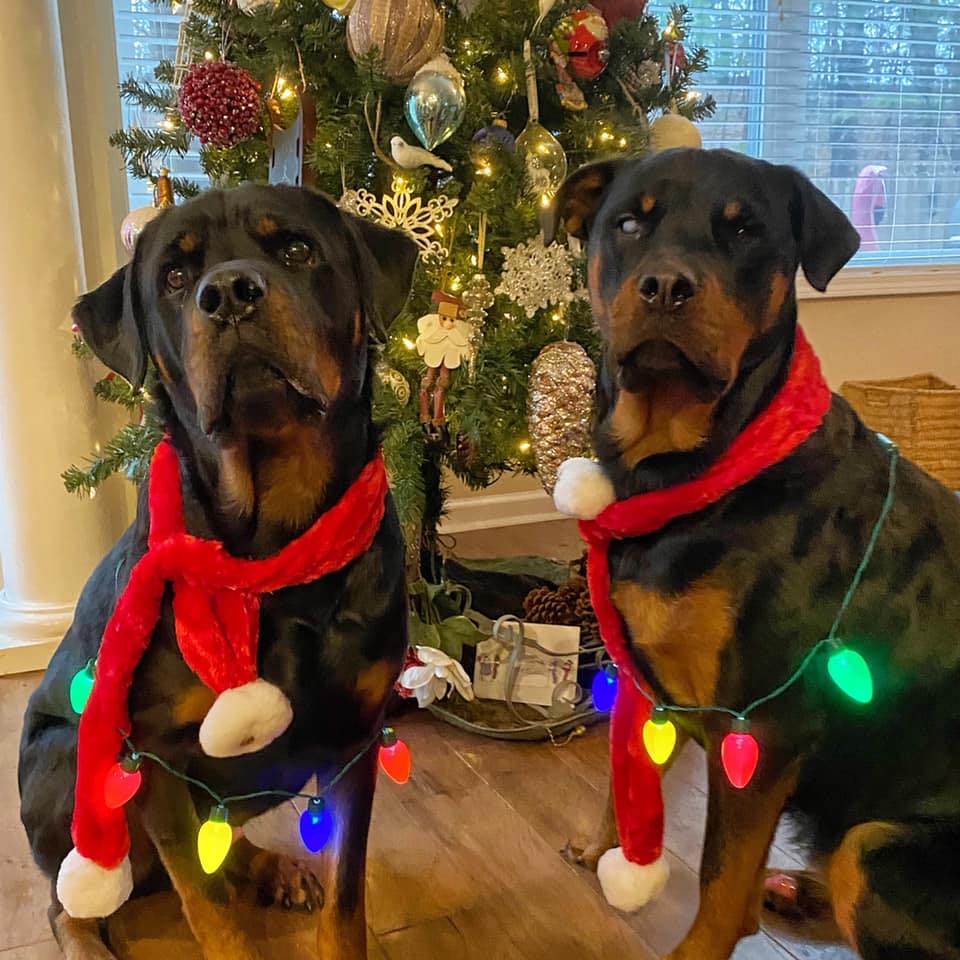 Ruger and Draco the Rotties