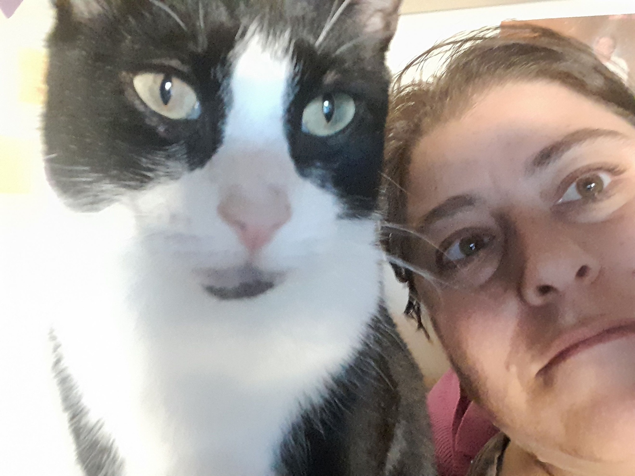 Sassy's Cat Cafe... - Sassy's Cat Cafe and Adoption Centre