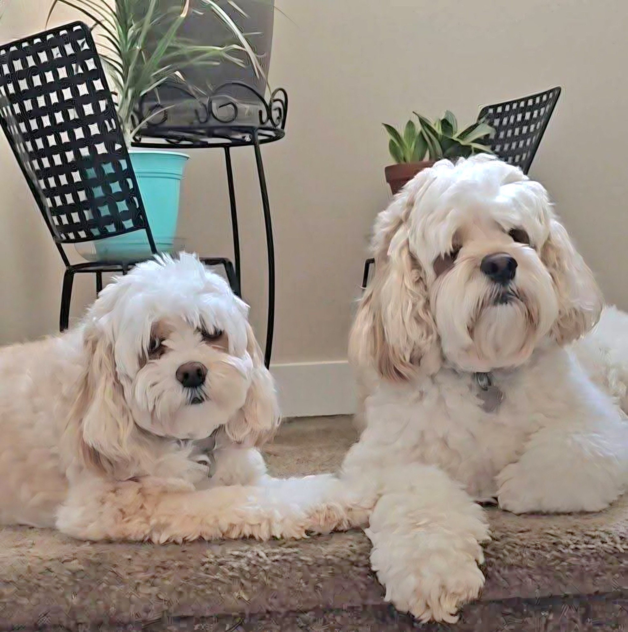 Cookie Treats time for Otis and Elsa.. 😋🐾🍪🐶 | Otis & Elsa ,cockapoo dogs