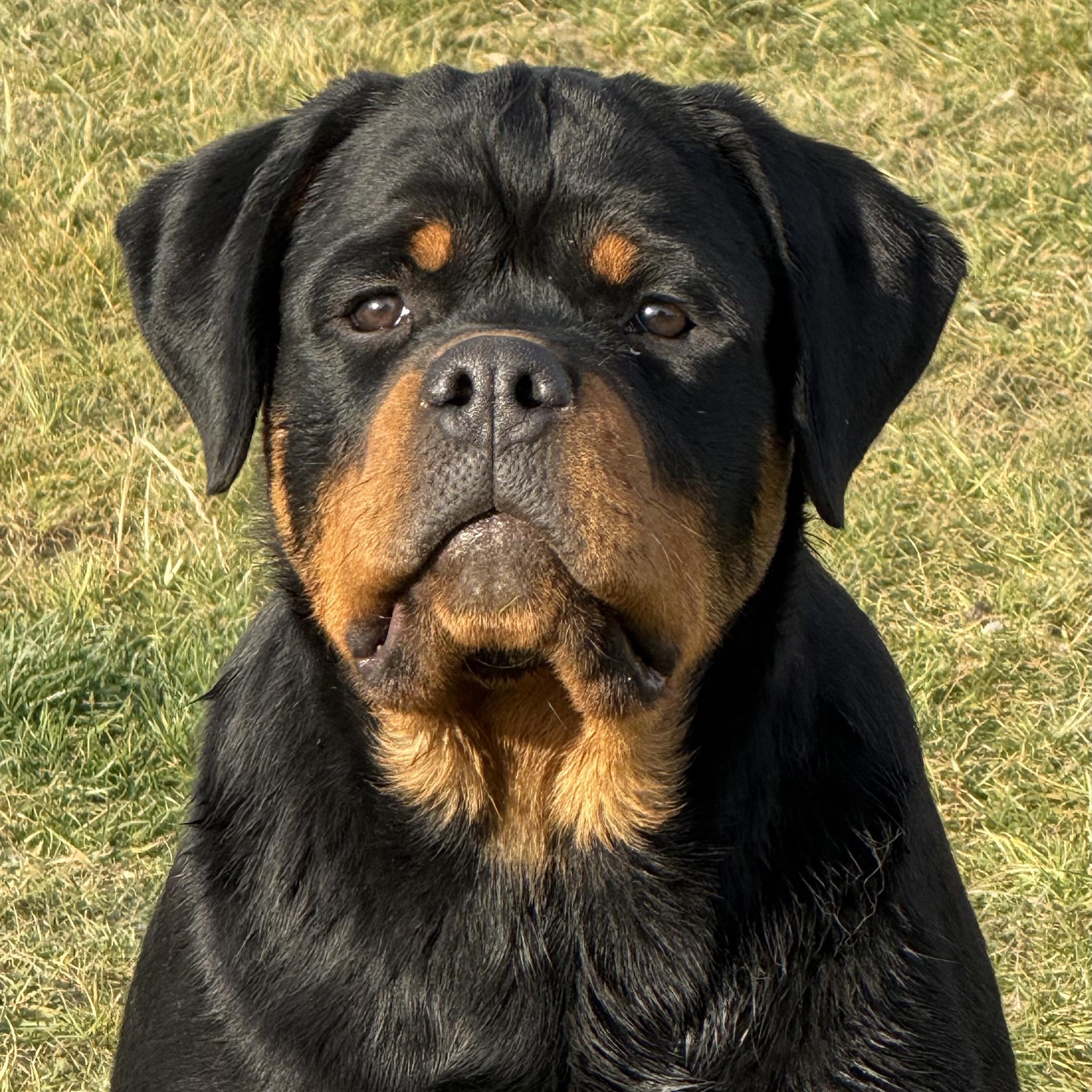 Pfasta FCI - Rottweiler Jelenia Góra