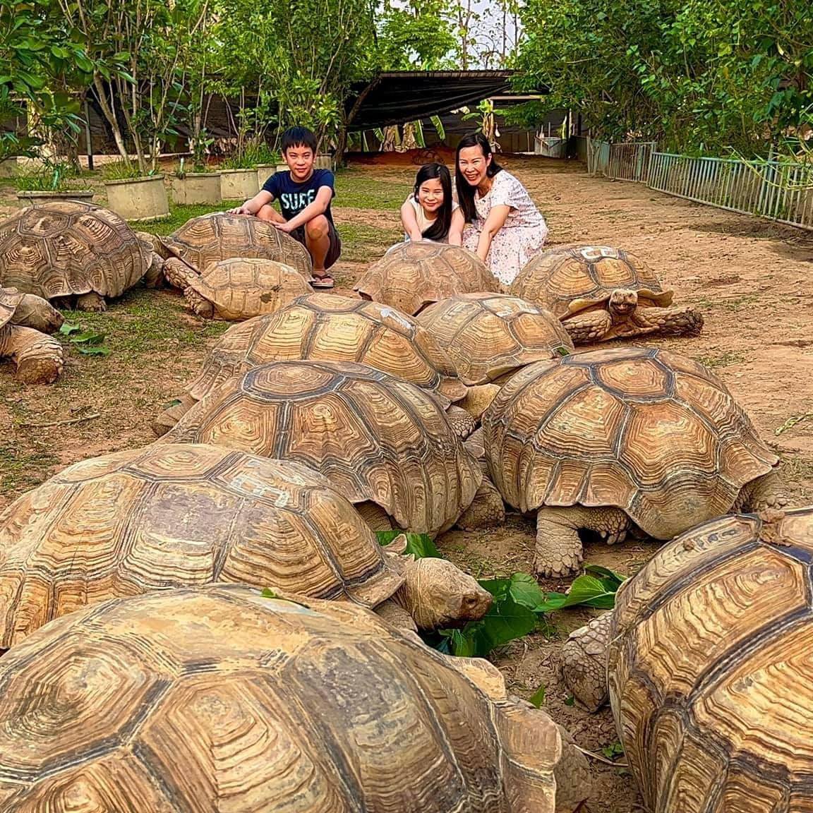Trại Rùa Cạn Sulcata Châu Phi | Quận Tân Bình
