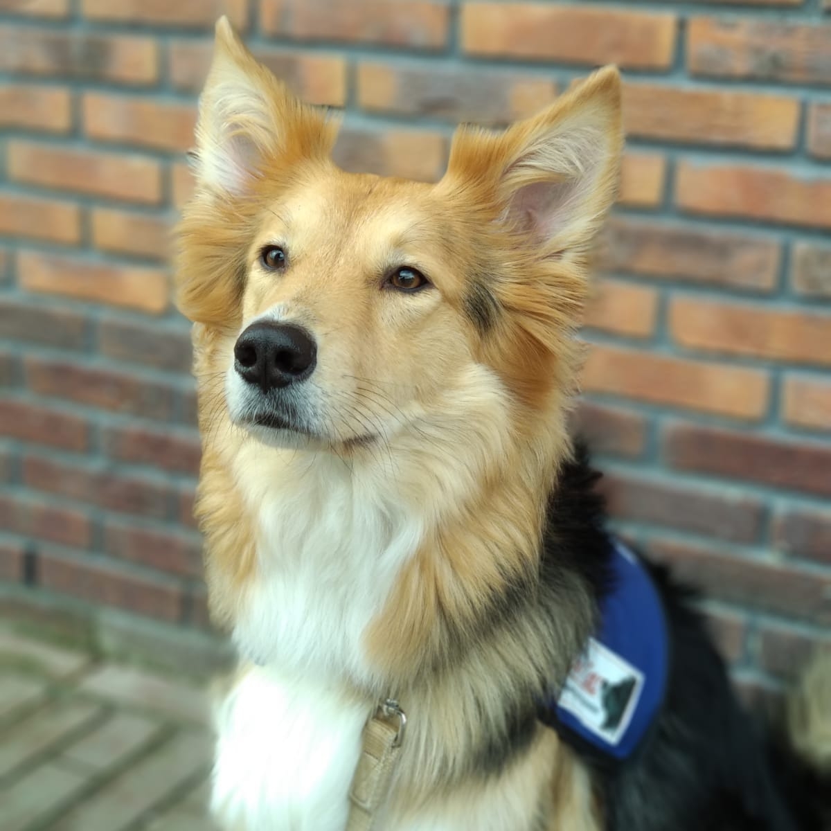 Teyla