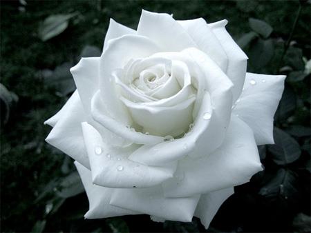 White roz