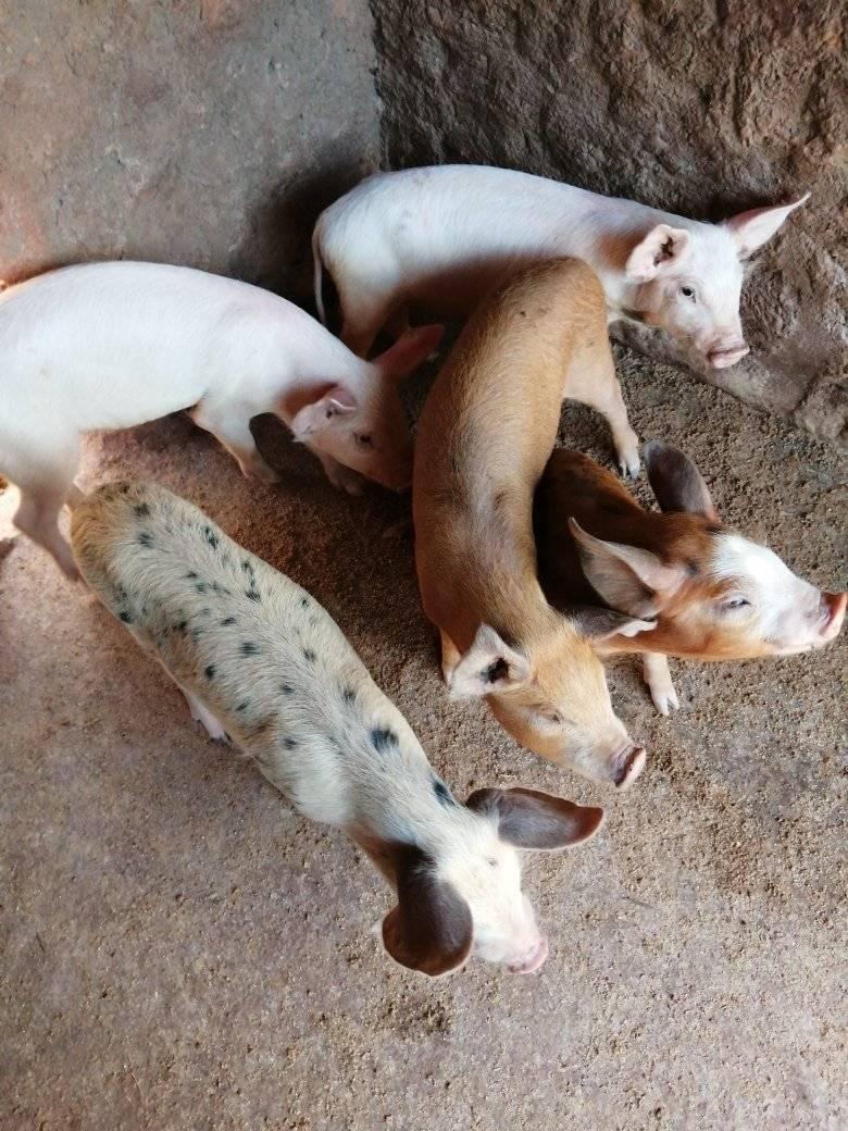 Hani-farm | Antananarivo