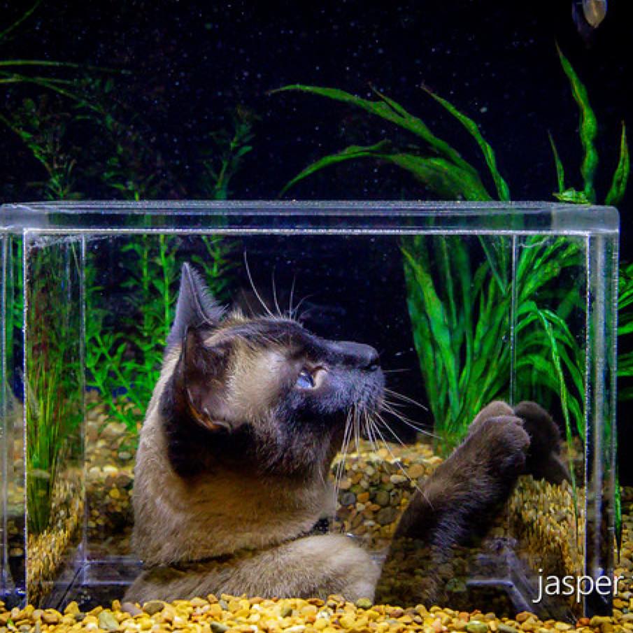 Jasper the Cat Fish