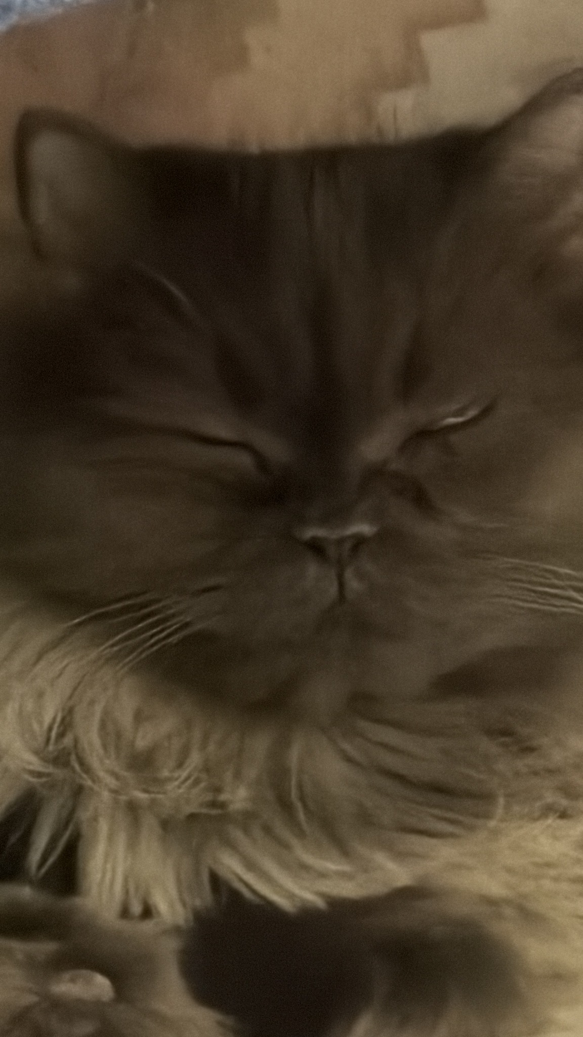 make-sense-right-catsofinstagram-cats-trend-funnycat-life