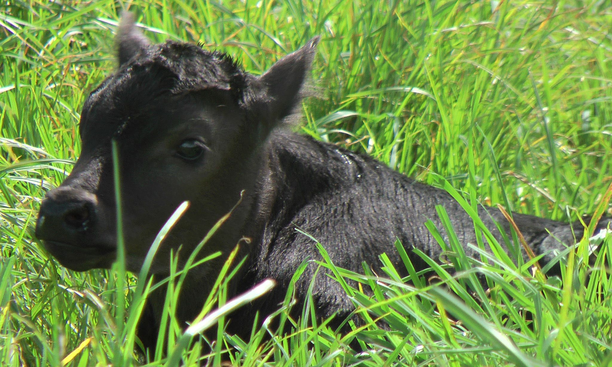 Hawaii's Agricultural Partnerships