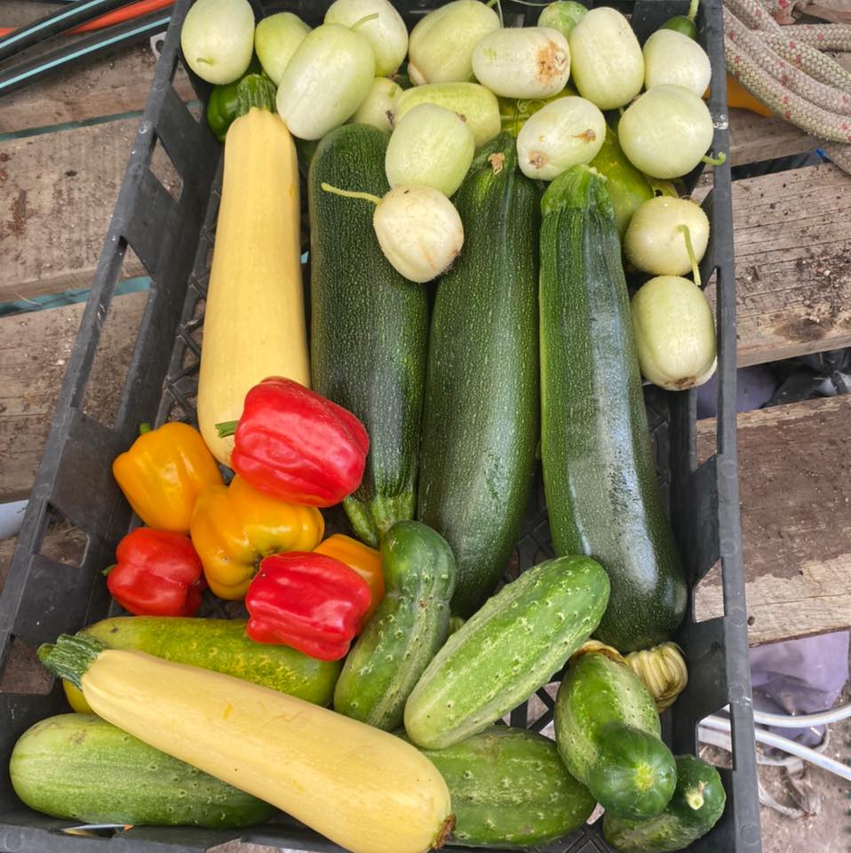 Reporoa Farmers Produce | Reporoa