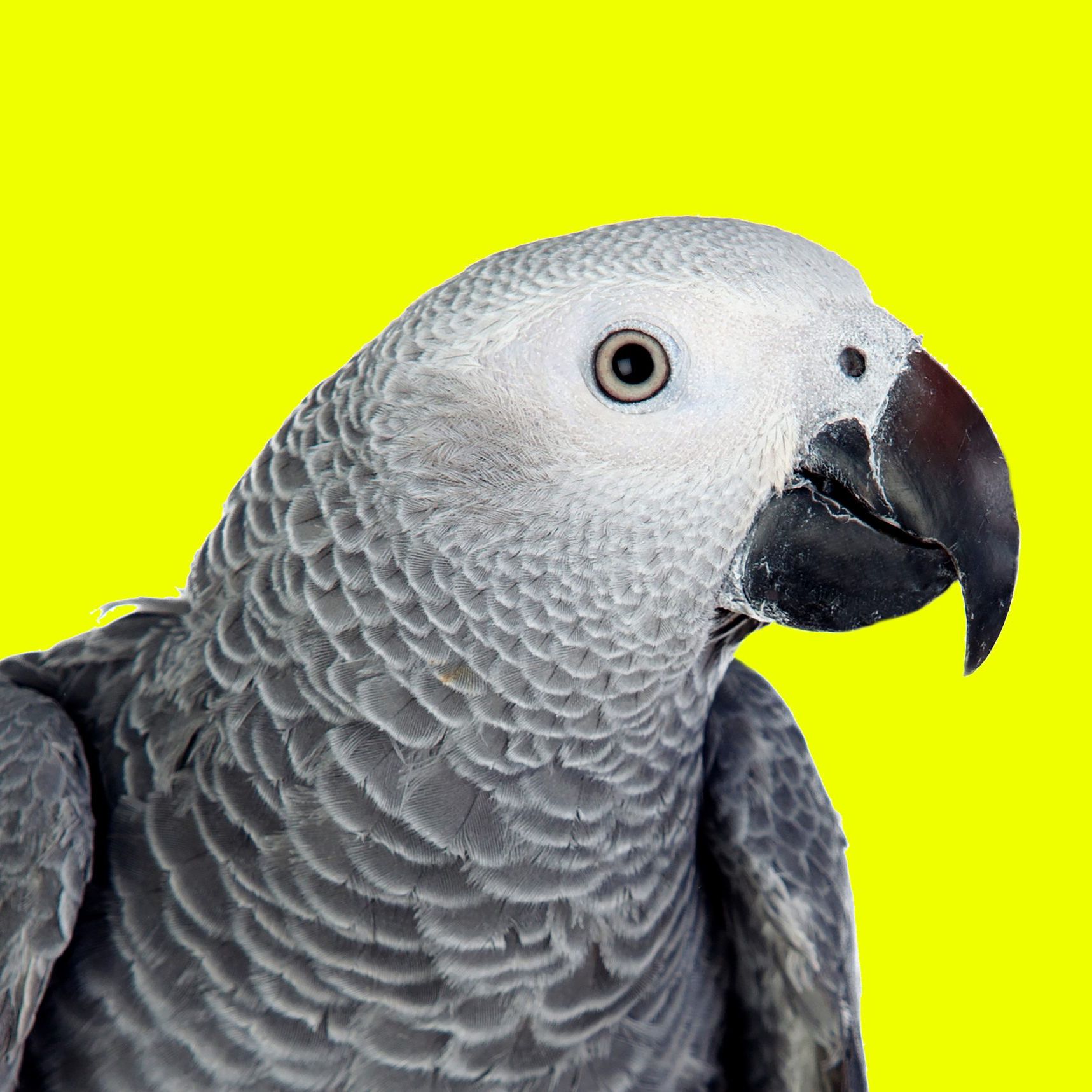 Budgie Box UK | Are lutino budgies rare with red eyes | Facebook