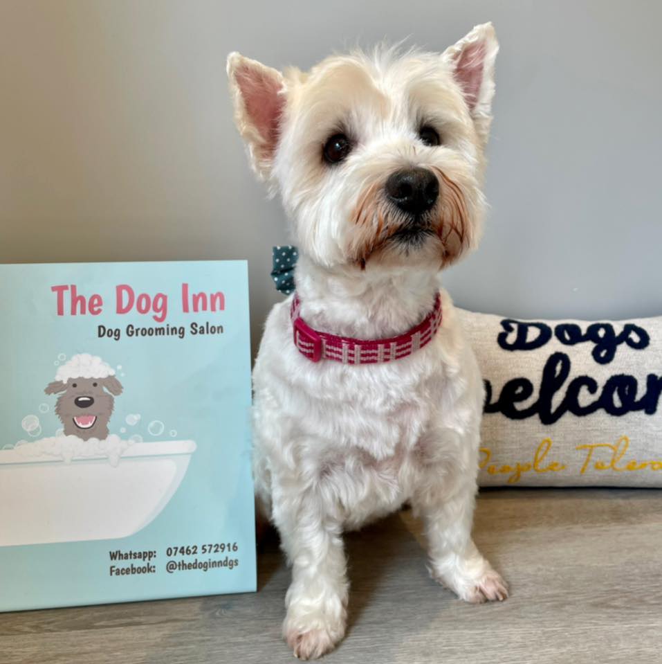 The Dog Inn - Dog Grooming Salon | Birchington