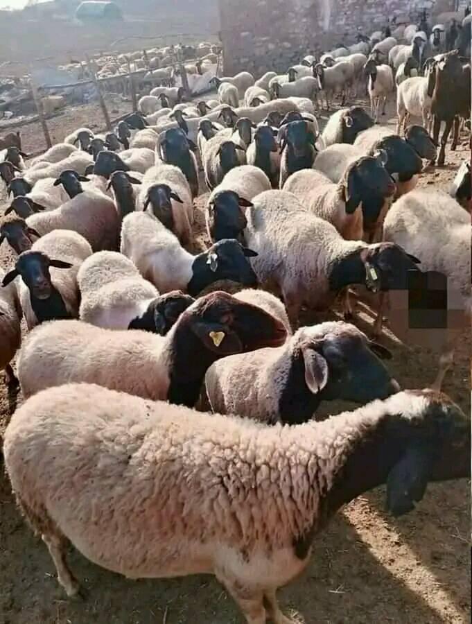 فلاح