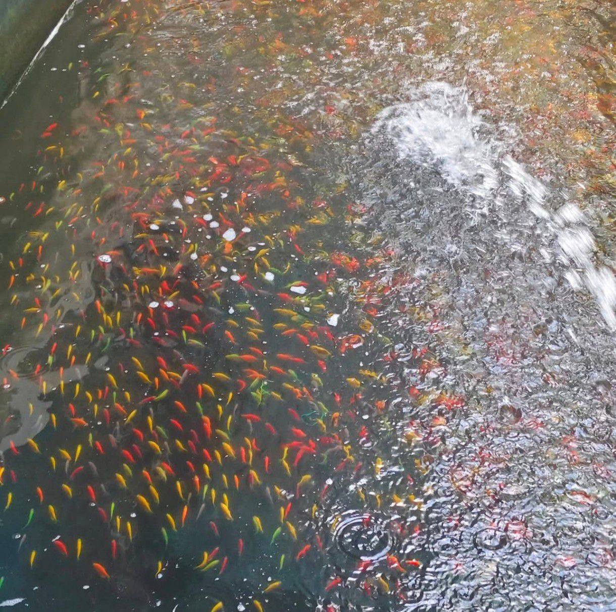 Pampanga Fish Hobbyist 2021 | LF Silver Arowana 5-6 inches lang | Facebook