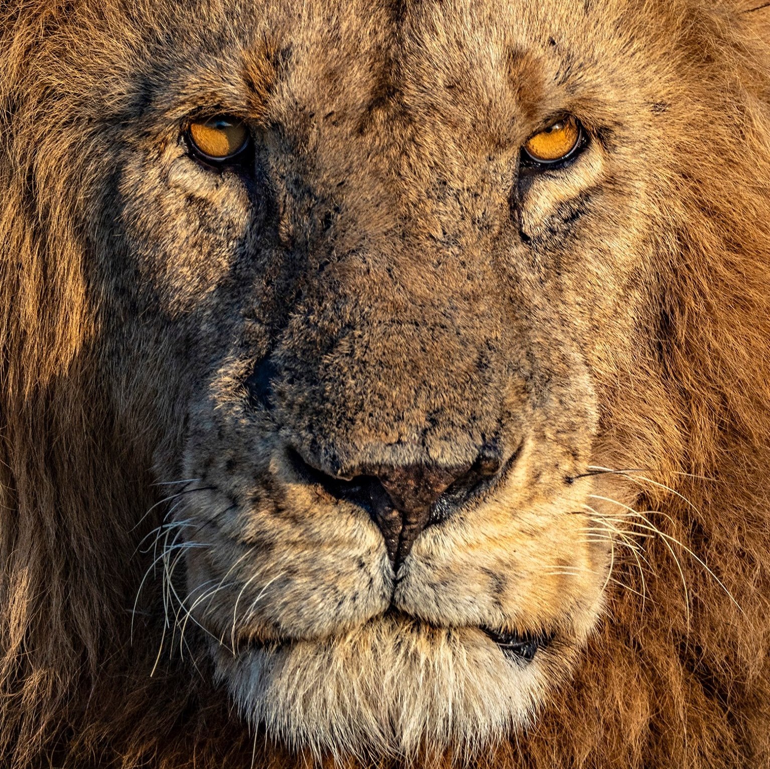 The Wild side with Ranjan