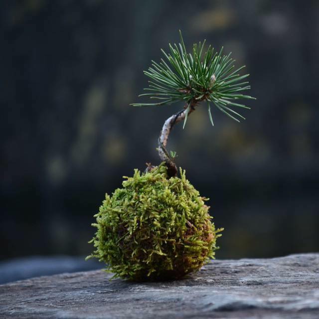 Moss Ball （苔益子屋） (@mossball.bonsai) • Facebook