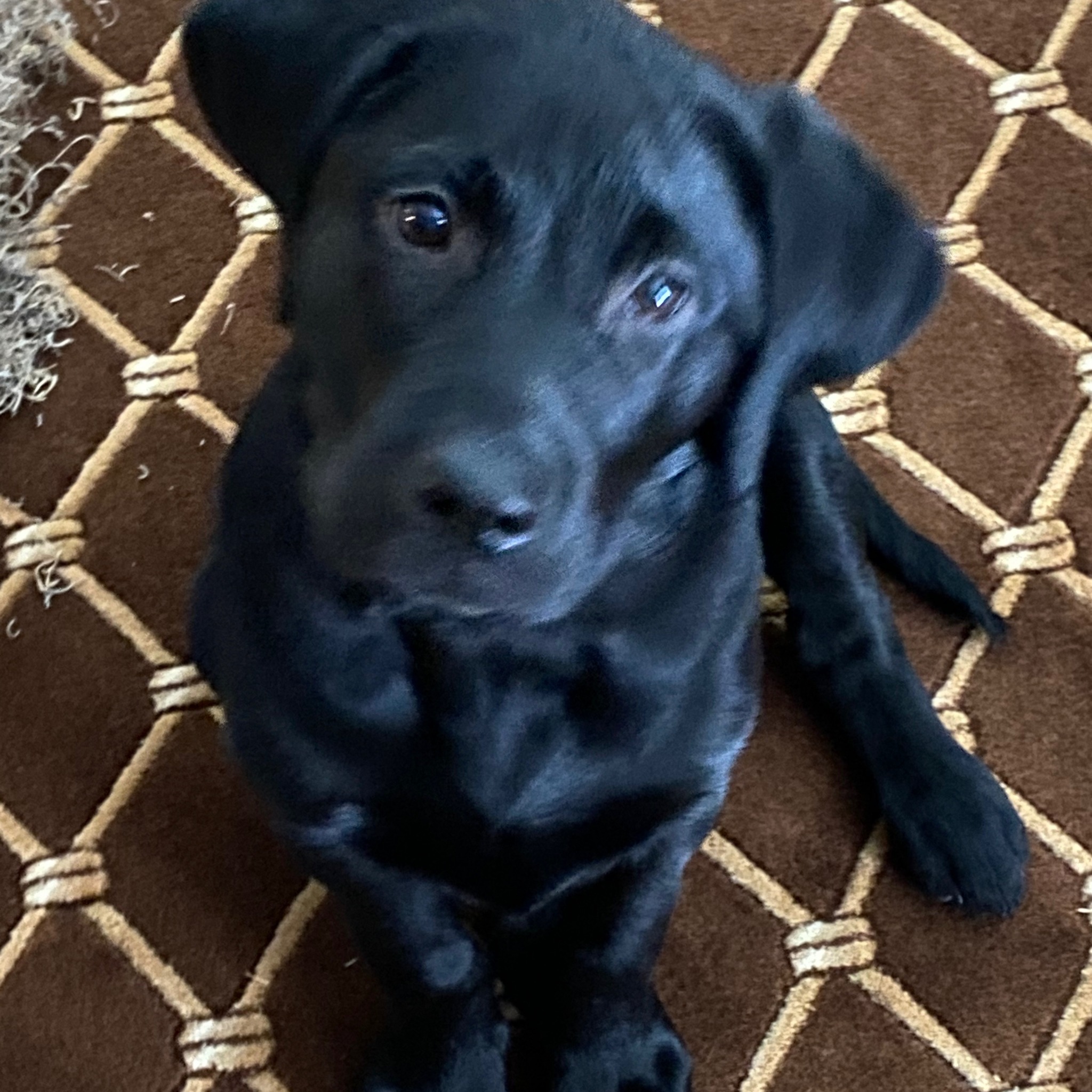 Black Labrador Group | My Lab is ignoring me - turning her back on me ...