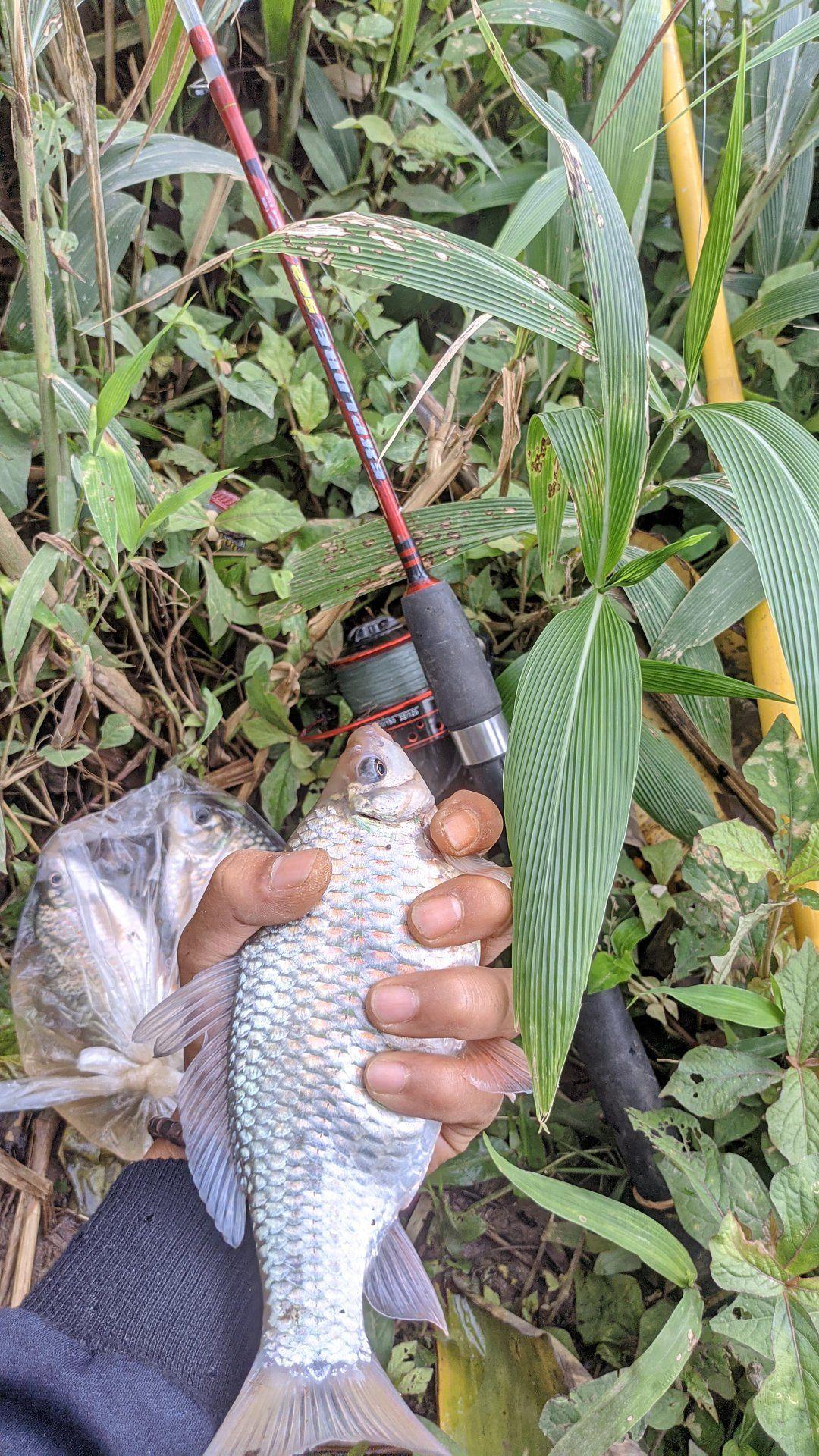 Micro Fishing