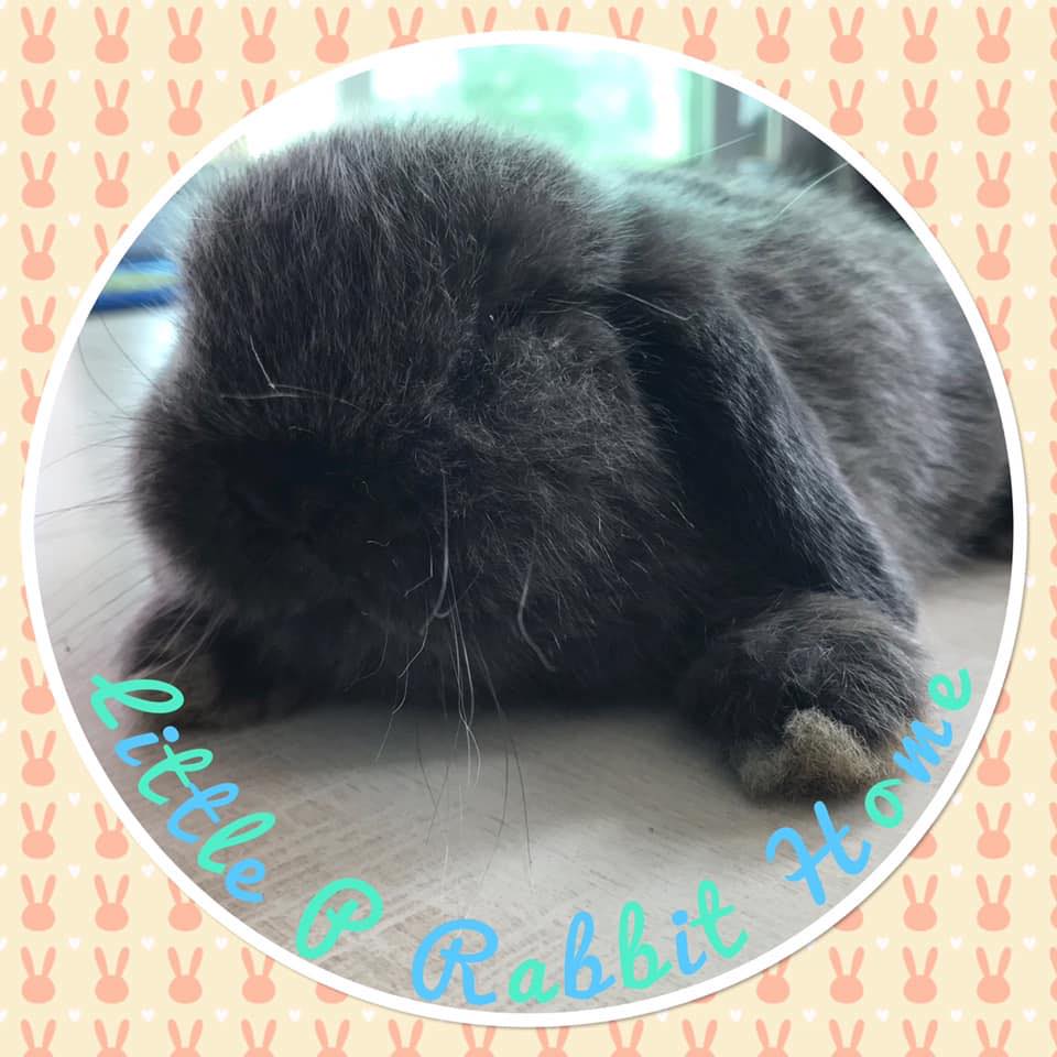 Little P Rabbit Home ฟาร์มกระต่ายบรบือ