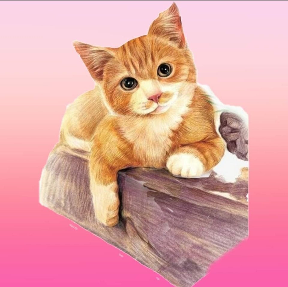 Su Cat Food Online Shop