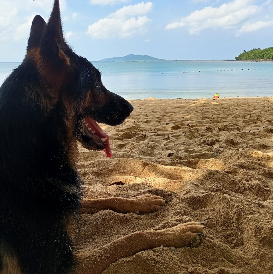 German shepherd Bicol | Jose Panganiban