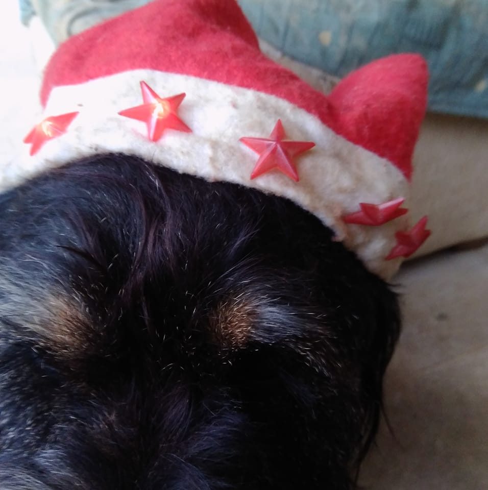 Perché il cane lecca la faccia del suo proprietario? Te lo