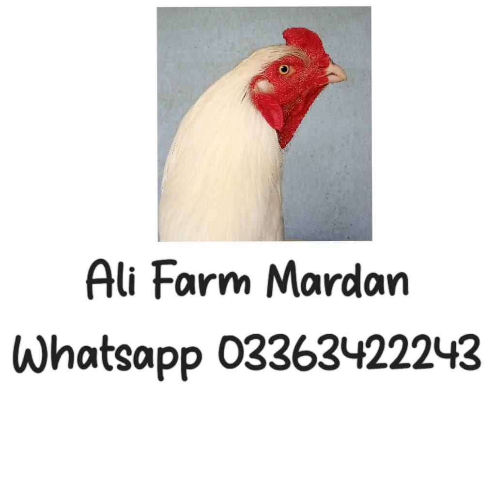 Ali Fancy Hens Farm Mardan