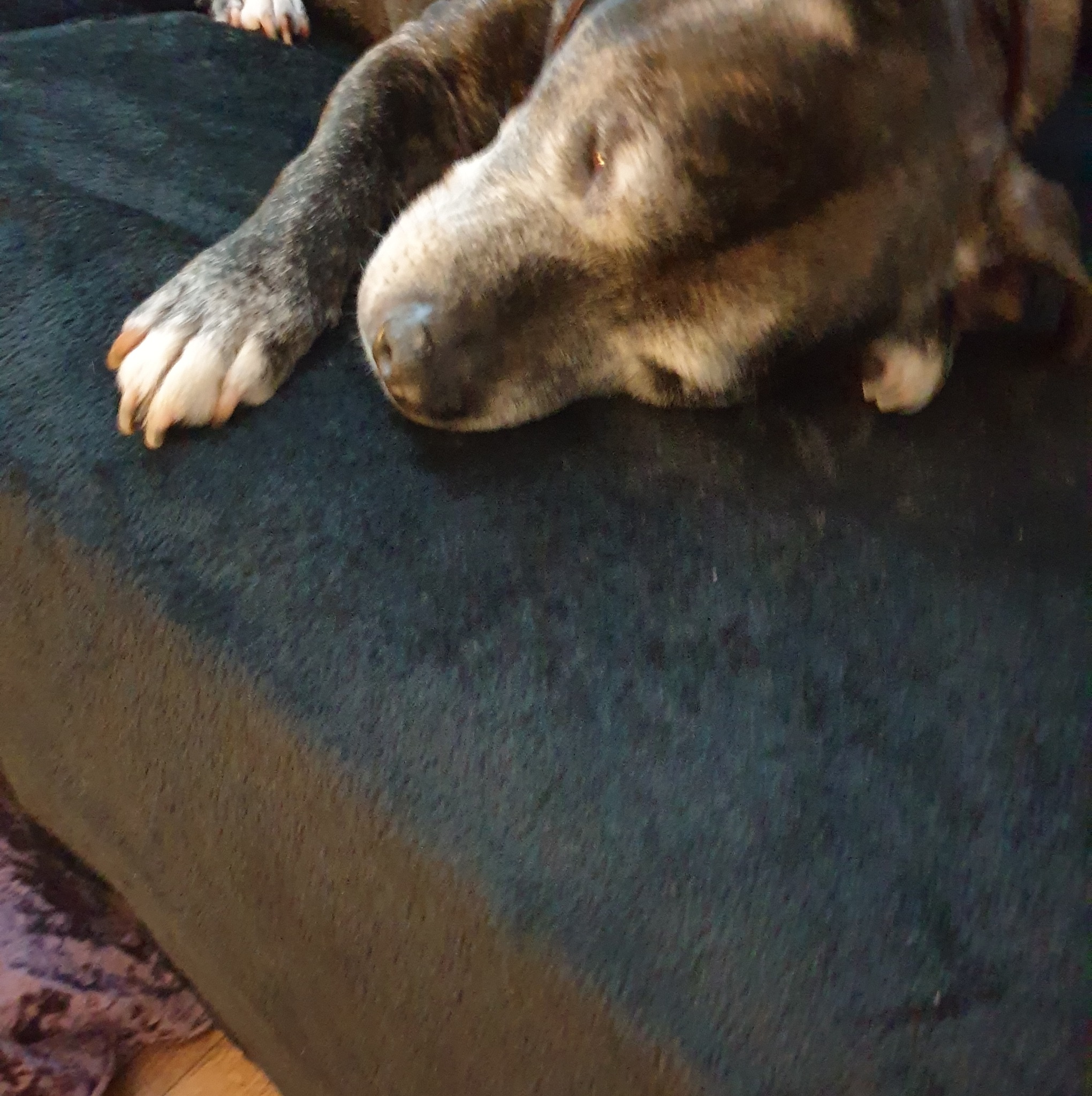 Today Hamlet got his Angel wings | Enga Harrison