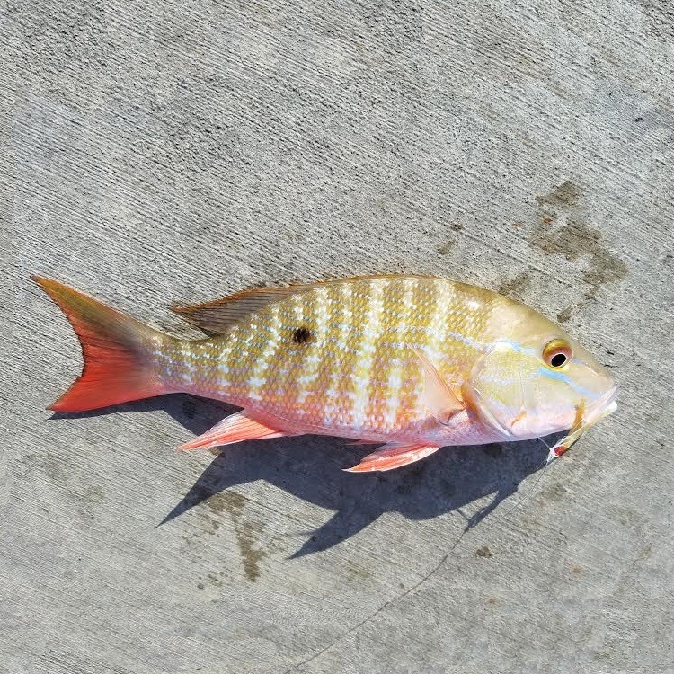 Portsmouth Sea Fishing Catch News And Sales | 1st smoothie for me put ...