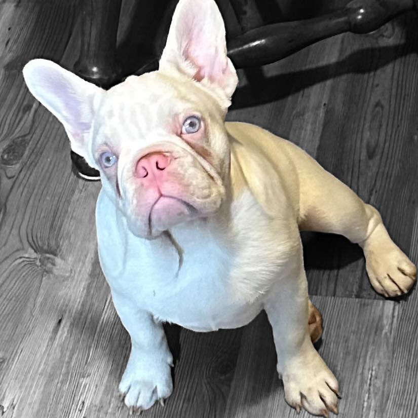 Morning Side Frenchies