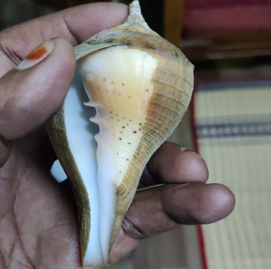 Indian Sea Shells