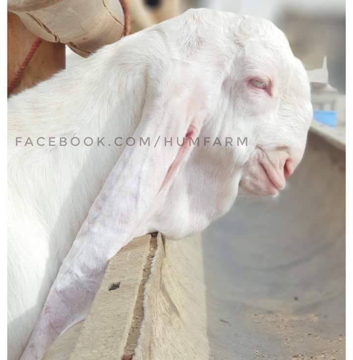 Rajan pur Goats | Jhawarian