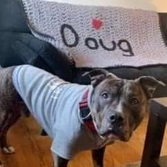 Couldn’t forget Dog Day | Detroit Lions | Facebook