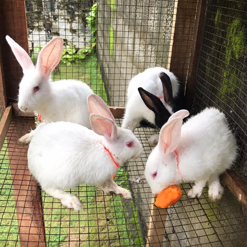 Thiruvananthapuram rabbit farm