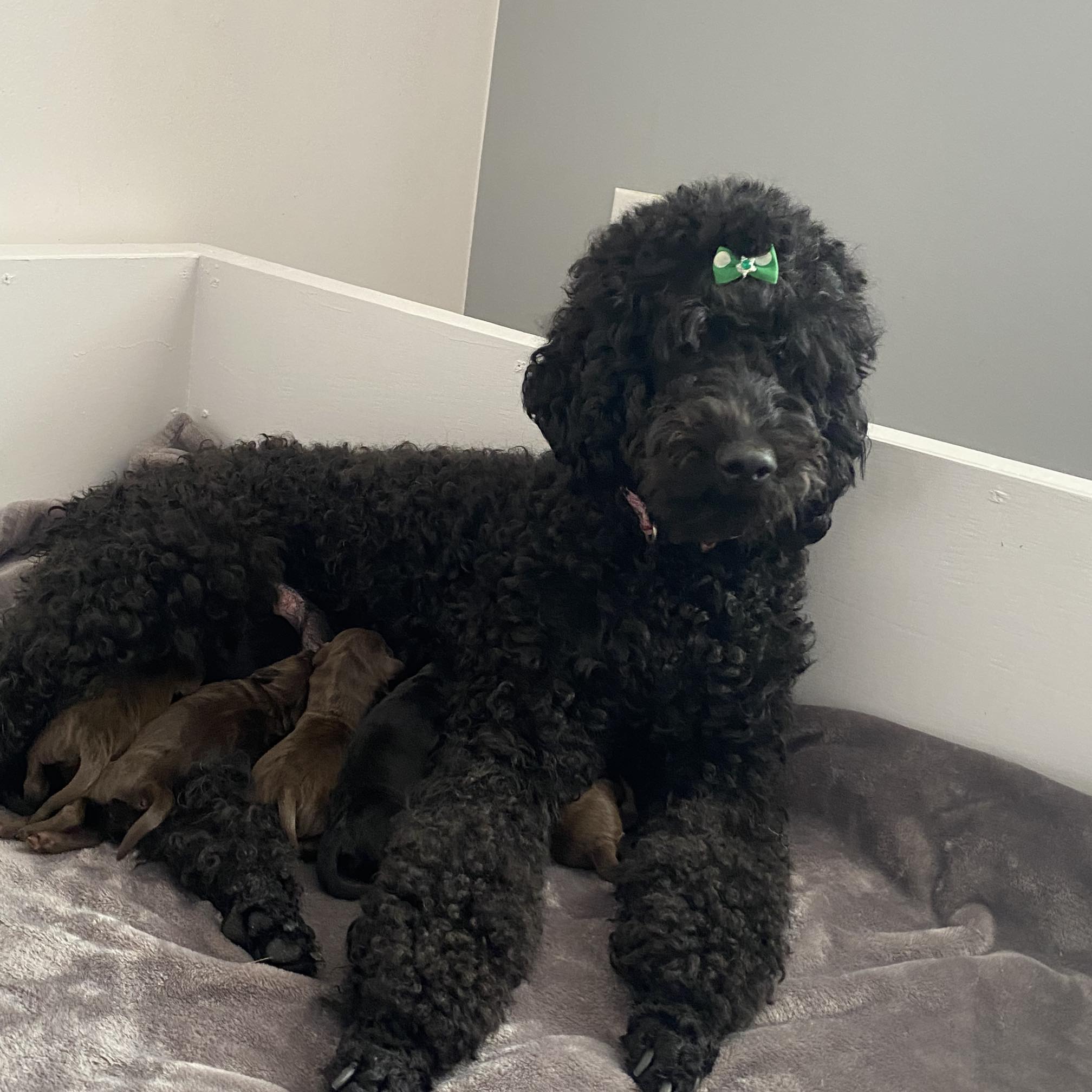 Foss Hill Doodles & Poodles | Waterville ME