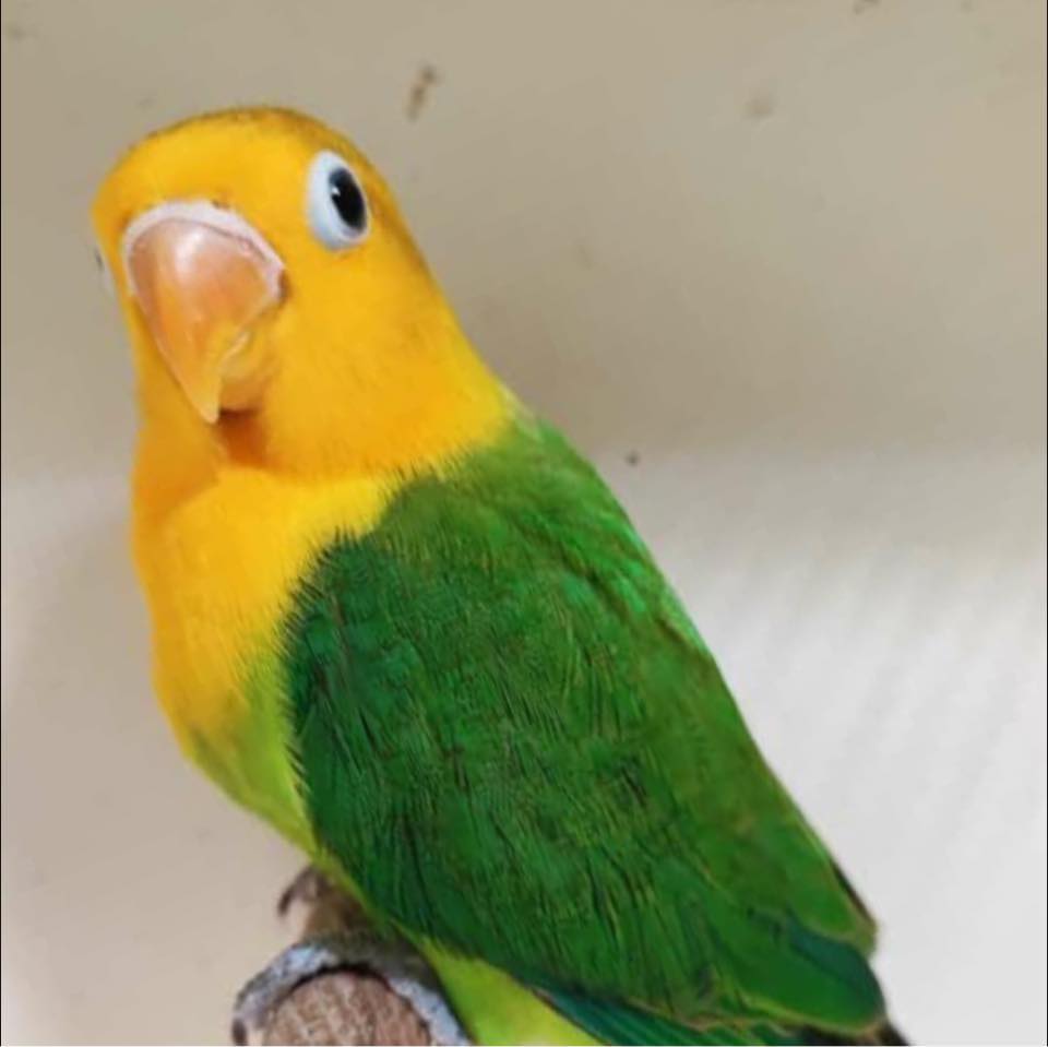RKM Ramkomut bird farm