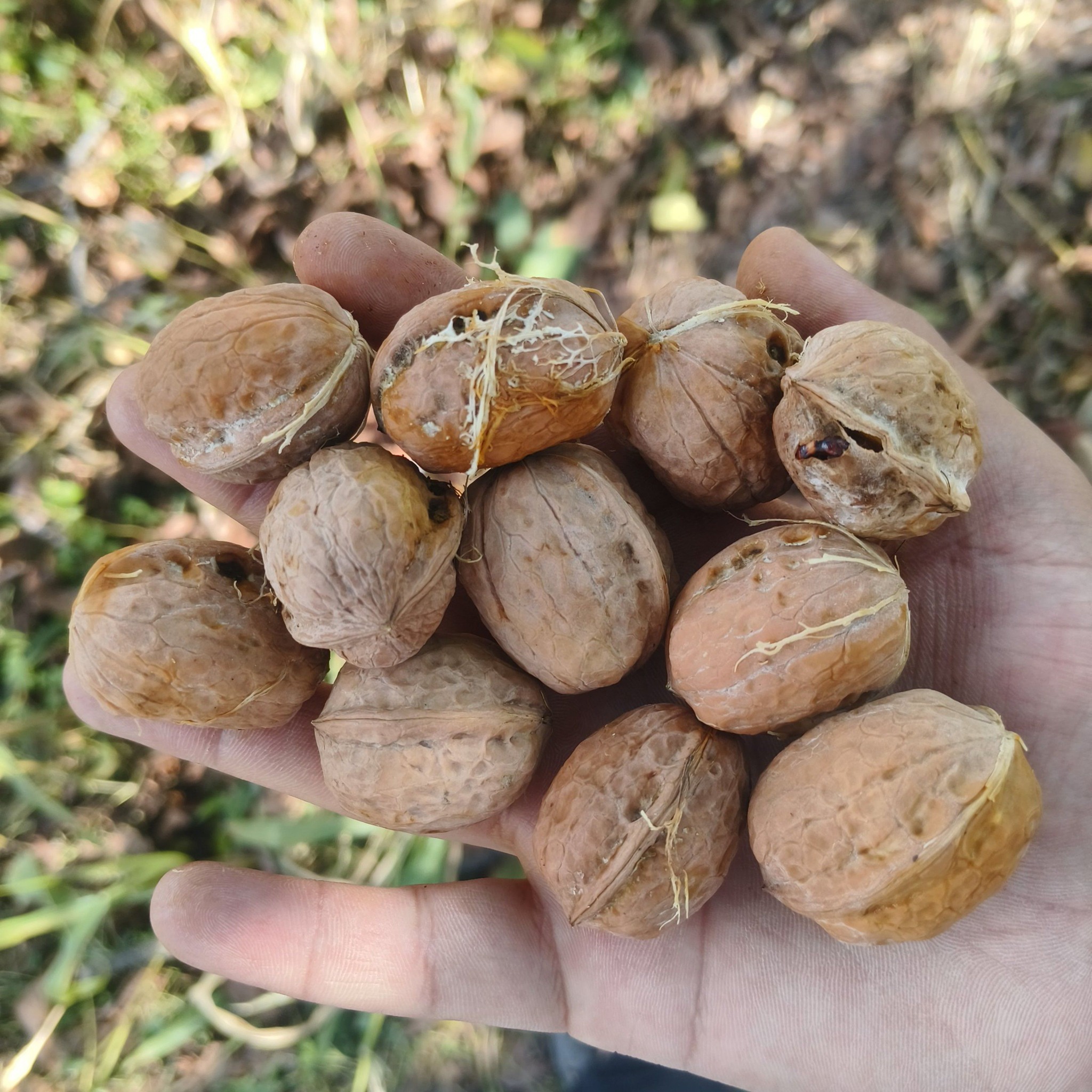 Chutu Dadaa Aapna