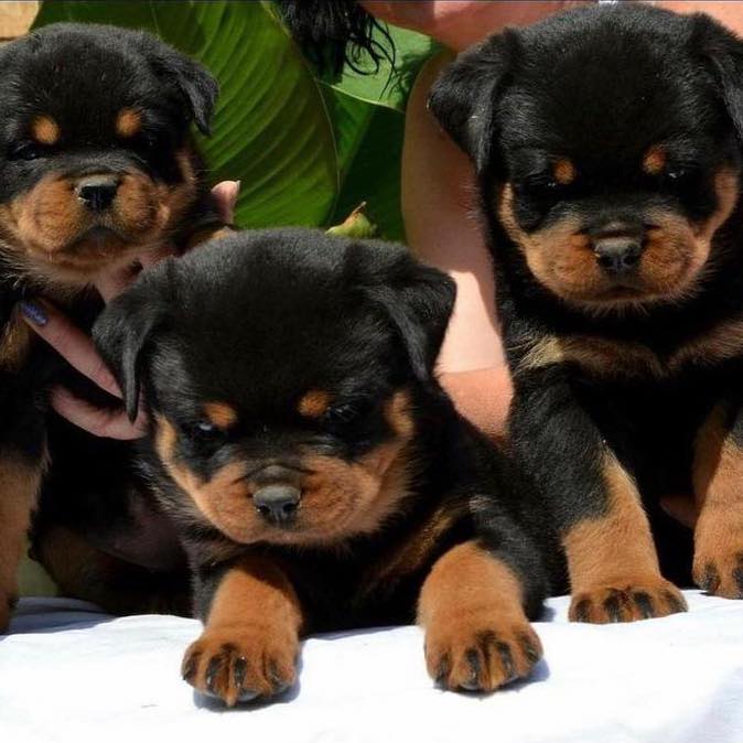 Lovely Rottweiler Puppies