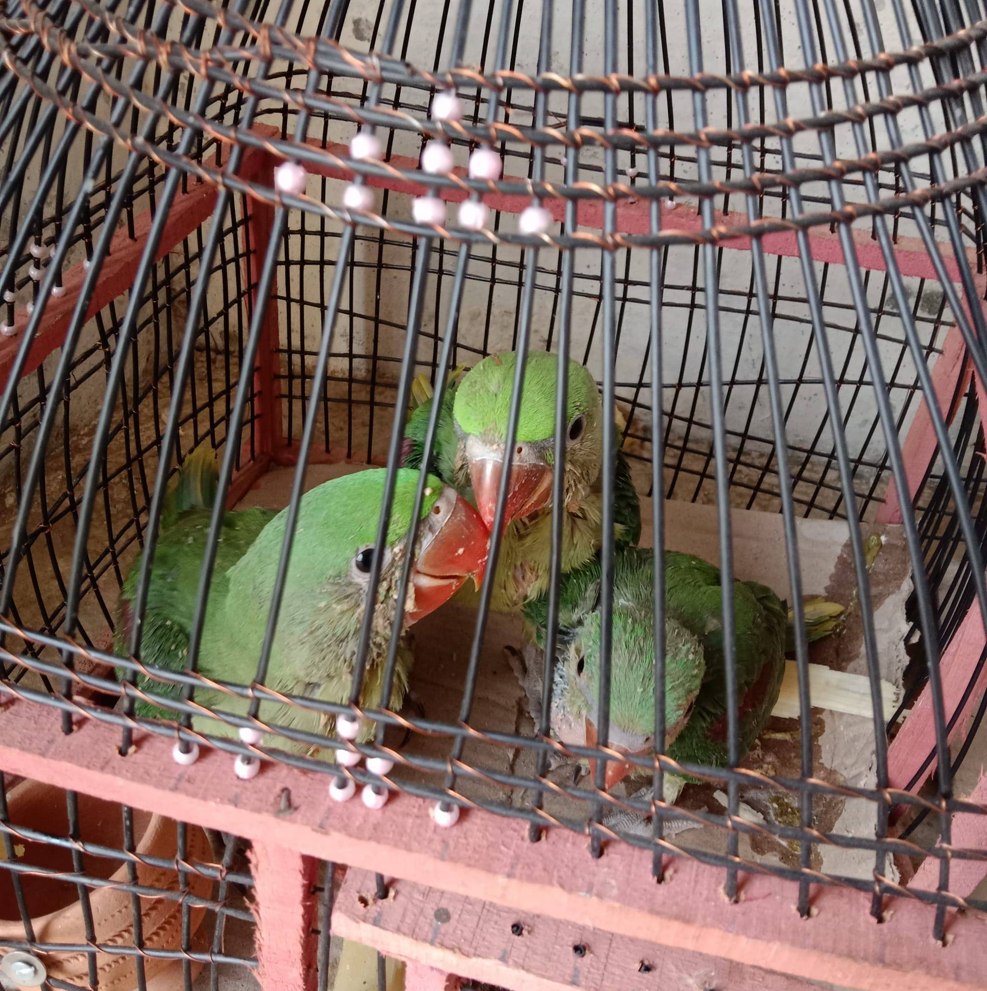 Anwar Birds Piplan