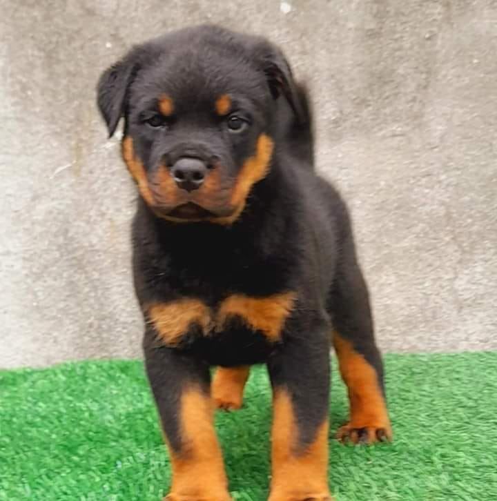 Road wheeler dog sale