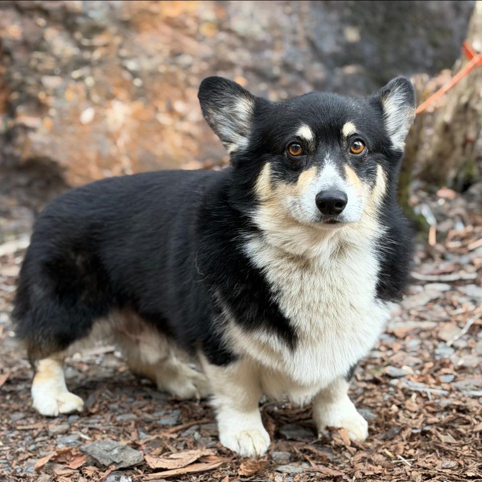 Diesel Country Corgis & Rottweilers | Wheatfield IN