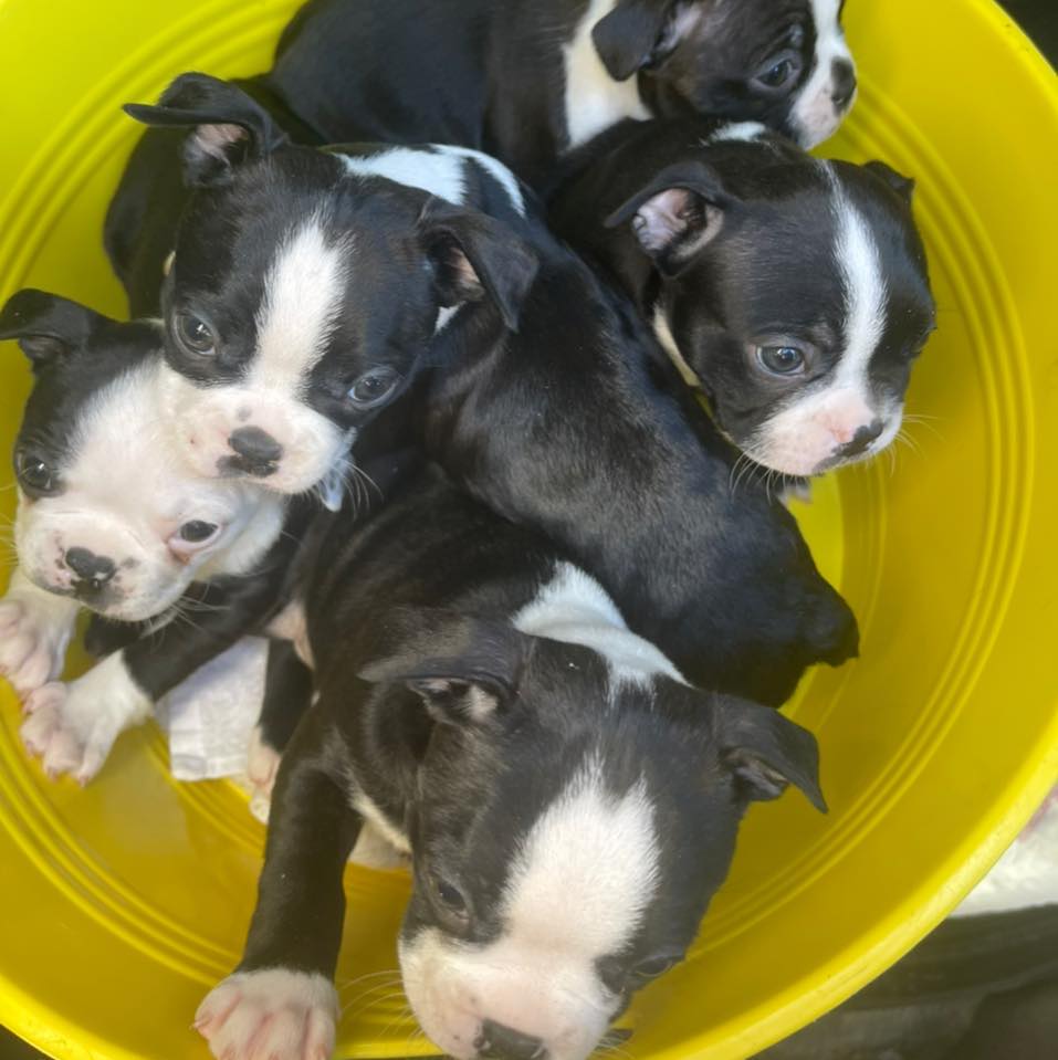 The Little Rascals mini Pandas - Boston Terriers